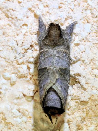 Réf. 333 964 : Clostera pigra